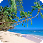 Cover Image of Download Palm Tree HD Wallpaper  APK