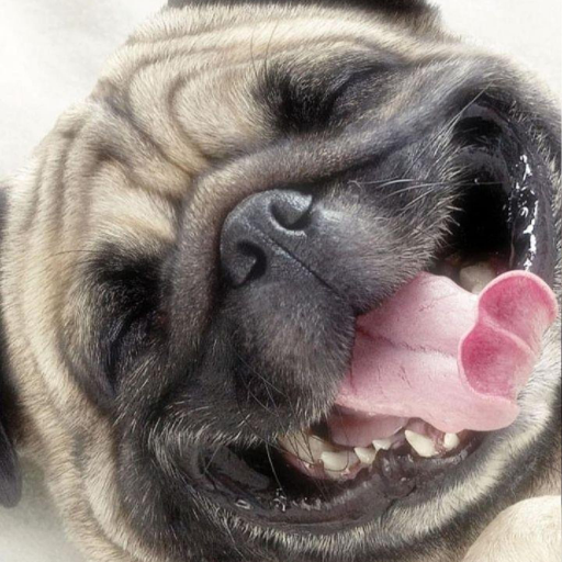 Download APK Pug Wallpapers Latest Version