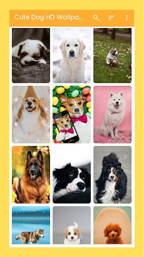 Cute Dog HD Wallpaper