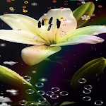 Cover Image of Unduh Lily Flower Wallpaper  APK