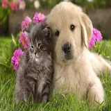 Cat and dog Wallpapers HD icon