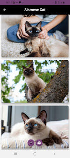 Siamese Cat 3 APK + Мод (Unlimited money) за Android