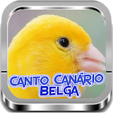 Canário Belga |Completos icon