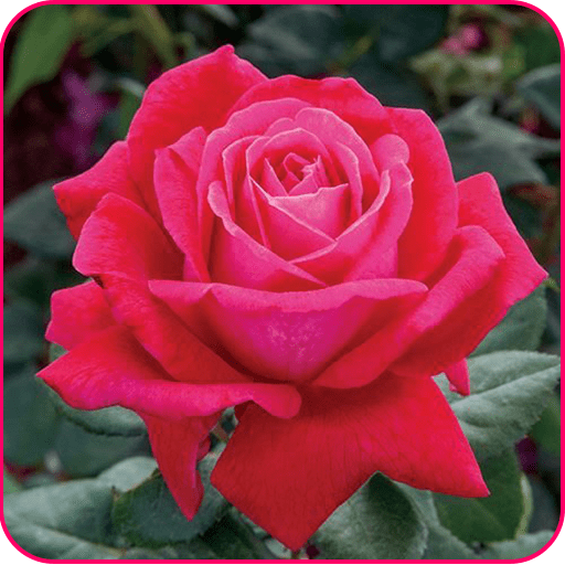 Rose Wallpapers Download on Windows