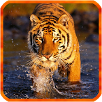 Cover Image of 下载 Bengal Tiger Live Wallpaper  APK