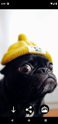 Pug Wallpapers Screen 2