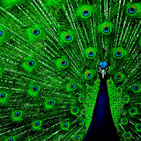Peacock live wallpaper icon