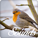 Robin Bird Song Sounds and Ringtone Download on Windows