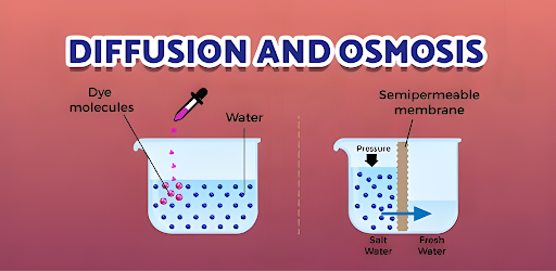 Diffusion and Osmosis