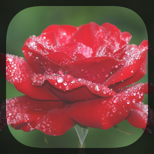Rose and Rain Live Wallpaper  Icon