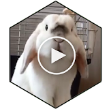 Bunny Video Wallpaper Pro icon