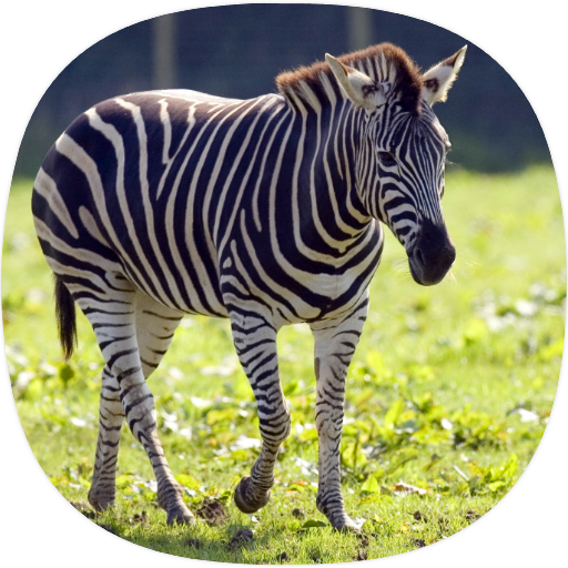 Zebra Sounds logo