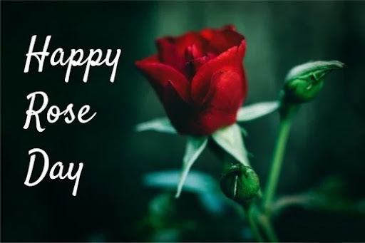 Happy Rose Day Quotes Images screenshot 5