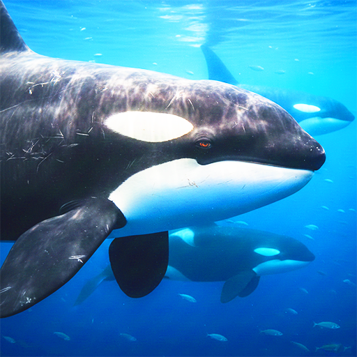 Whale Simulator