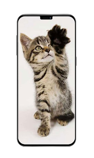 Kitten Wallpapers HD Screenshot 2 - AppWisp.com