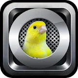 Complete Voice canaries icon