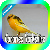 Canaries Yorkshire Mp3 icon
