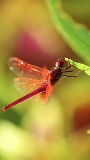 Android application dragonfly wallpaper screenshort