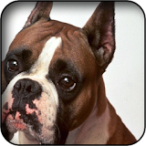 Boxer Dog Wallpapers icon