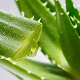 Aloe vera gel benefits Download on Windows