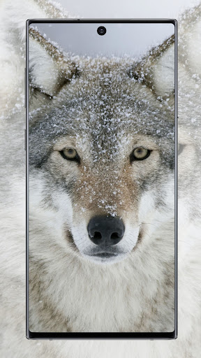 Wolf Wallpaper Screen 2