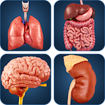 Cover Image of Download My Organs Anatomy  APK