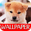 Wallpaper Dog Collection