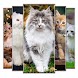 猫の壁紙 - Androidアプリ