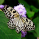 Butterfly Wallpapers - Androidアプリ