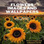 Cover Image of Tải xuống flowers images and wallpapers 4k/HD 1.1 APK