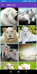 Black Panther, Lion, Tiger, White Lion Wallpapers