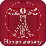 Human Anatomy icon
