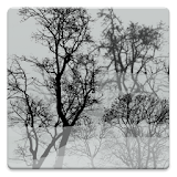Trees In Fog Live Wallpaper icon