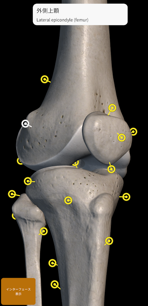 骨格 | 解剖学3D アトラスのおすすめ画像5