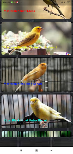 Kicau Kenari Ngerol Panjang Screen 3