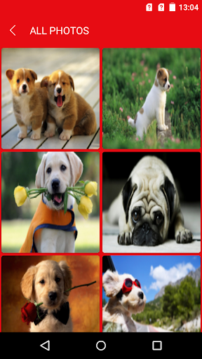 Cute Dog Images & Wallpapers Screen 2