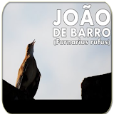 Passaros  João de Barro icon