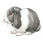 Cover Image of Скачать Как нарисовать кролика. Инстру  APK