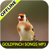 Goldfinch songs