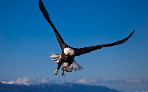 Bald Eagle Wallpaper HD Screen 3