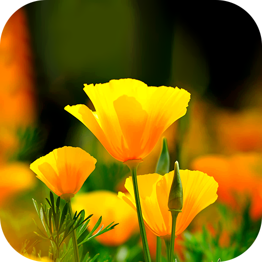 Flower Wallpaper 2024 logo