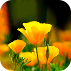 Flower Wallpaper 2024