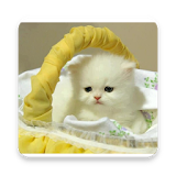 The Cutest Cat Ever icon