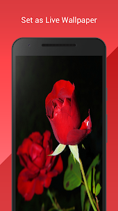 Rose Live Wallpaper