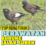 Tips & Trik Perawatan Burung JALAK SUREN icon