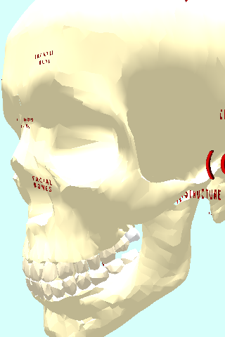 The Human Skull/Cranium VR Screen 3