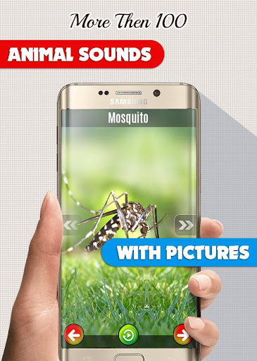 Animal Sounds: With Images Screen 3
