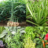 Medicinal plants: herbs icon