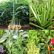 Medicinal plants: herbs - Androidアプリ