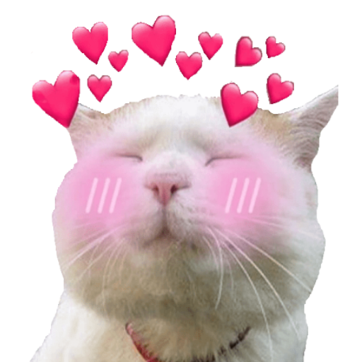 WAStickers Memes Love Download on Windows